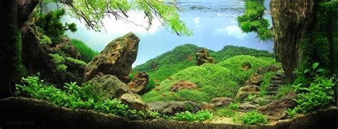 Amazing Underwater Aquascape Landscaping Pictures That Feature