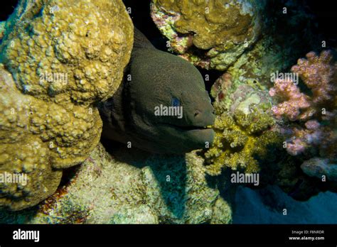 Giant Moray Eel Gymnothorax Javanicus In A Coral Reef South Red Sea