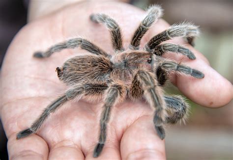 In the face of a threat or a perceived threat, a typical american tarantula has two lines of defense. March of the spiders: Mating season brings tarantulas out ...