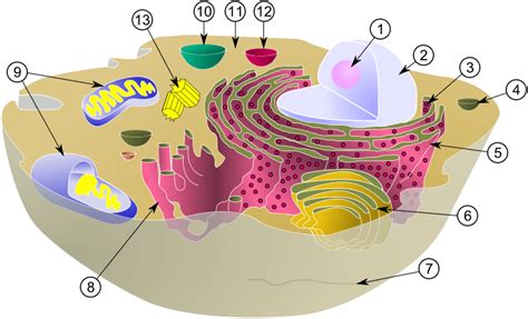 Estrutura E Fisiologia Celular Membrana Citoplasma E Núcleo Central