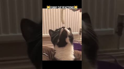 Funny Cat Reactions Youtube