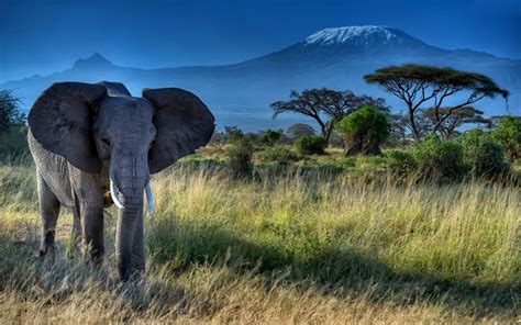 Christmas Frog Wallpaper ~ Elephant Dry Grass Trees Mount Kilimanjaro