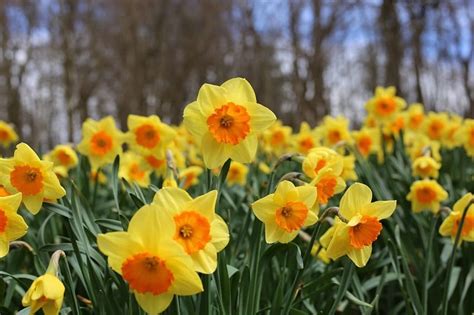 Heres How You Grow And Maintain Daffodils The Garden