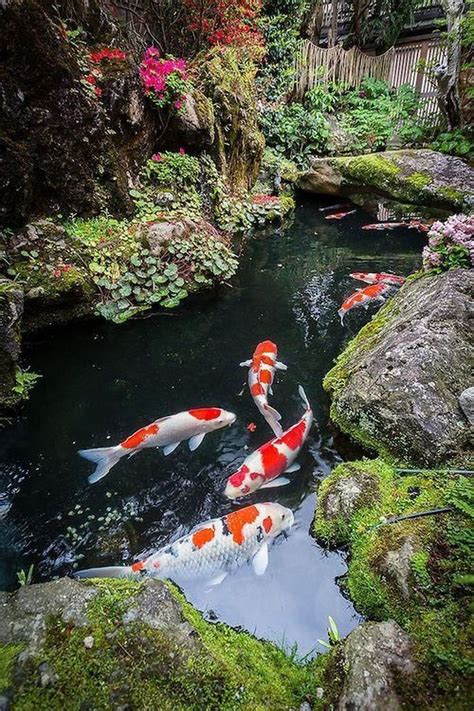 Japanese Garden With Koi Fish Stock Photo Download Image Now Pond Koi