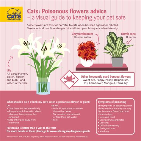 Caz on april 15, 2016: Dangerous Plants for Cats | Help & Advice | Cats Protection