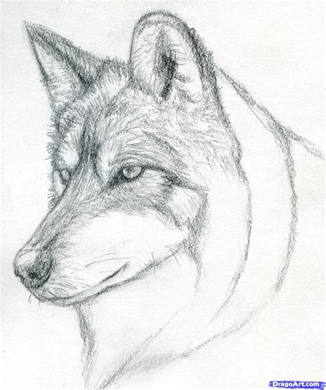 Easy Pencil Drawings Step By Step Wolf Learn How To Draw A Wolf Head