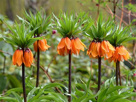 Fritillaria Imperialis Aurora Crown Imperial World Of Flowering