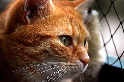 Royalty Free Photo Selective Focus Photography Of Orange Tabby Cat