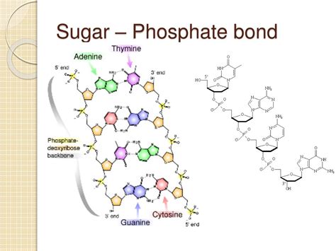 Ppt Chapter 3 Biochemistry Powerpoint Presentation Free Download