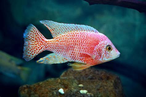 Get To Know Tropheus Cichlids Live Fish Direct