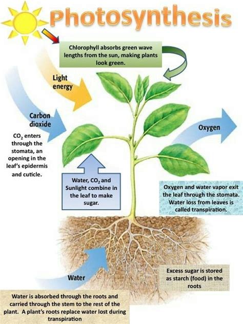 Starch In Plants