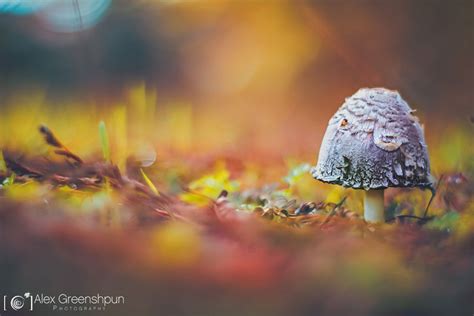 Whispers Of Autumn In Magical Photography By Alex Greenshpun