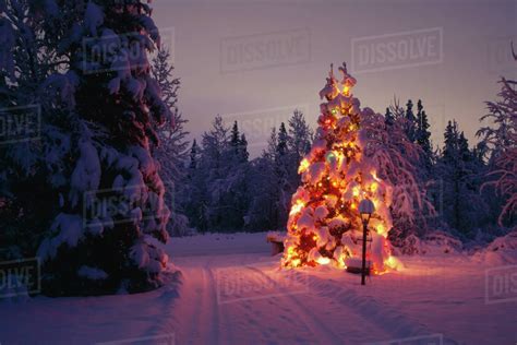 Lighted Christmas Tree Anchorage Neighborhood Alaska At Sunset