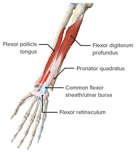 Unterarm Knochen Muskeln Gefäße Innervation Lecturio