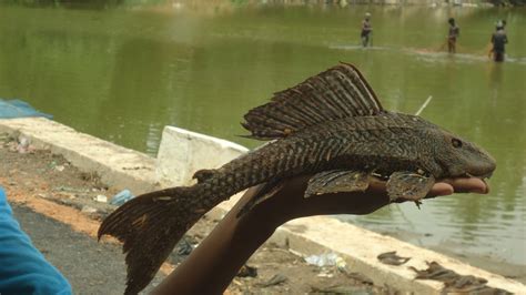 The Alien Fish Invading Indias Rivers And Lakes The Independent