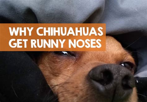 Should My Dog Have A Runny Nose