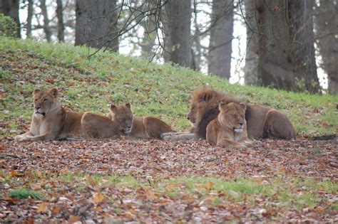 Longleat Safari Park Lions At Longleat Mark Woodbury Flickr