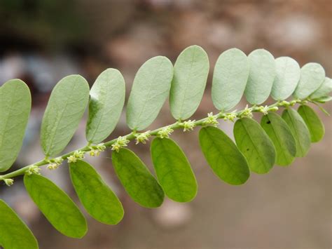 Phyllanthus Amarus Efloraofindia