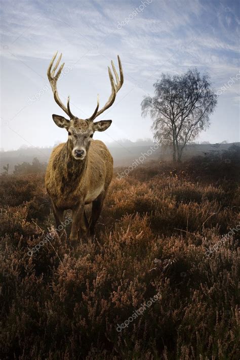 Foggy Misty Autumn Forest Landscape At Dawn With Red Deer Stag — Stock