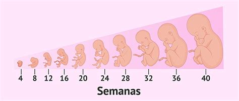 Desarrollo Prenatal Timeline Timetoast Timelines