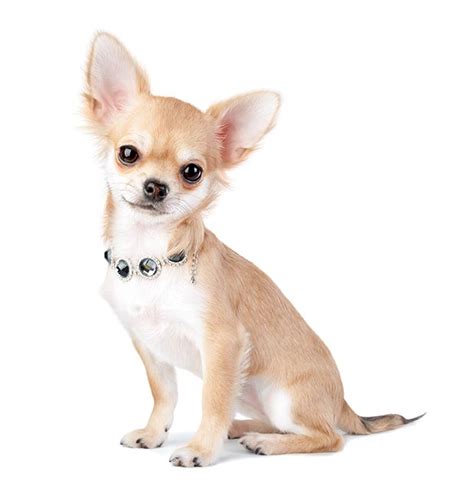 Chihuahua Breed Guide Petbarn
