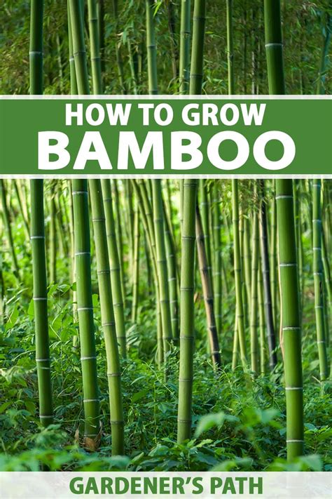 How To Grow And Care For Bamboo Plants Gardeners Path