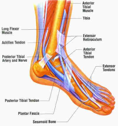 Comprehensive literature searches focused on advanced composite biomaterials for tendon and ligament tissue engineering. Fitness For Best Health: Orthotics: What Do They Do?