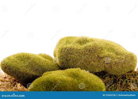 Green Moss Rock Vegetation Stock Photo Image Of Lichen 31643150