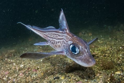 Chimaera Fish Facts Chimaeraformes A Z Animals