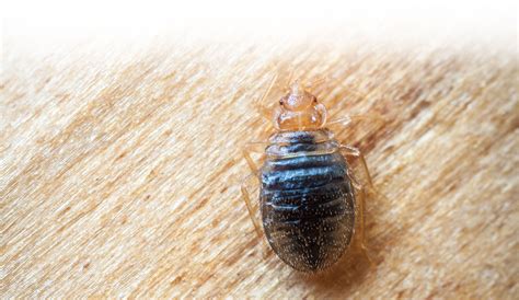 Applied Pest Bed Bugs Applied Pest Management
