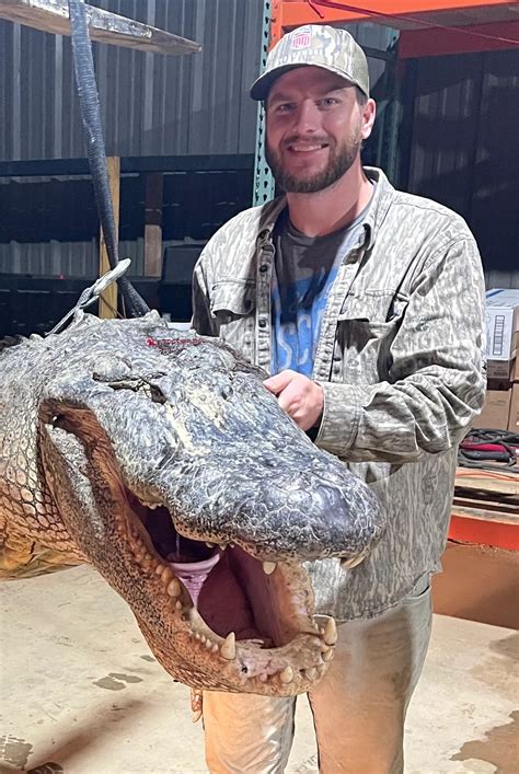 Record Shattering 800 Pound Alligator Caught In Mississippi
