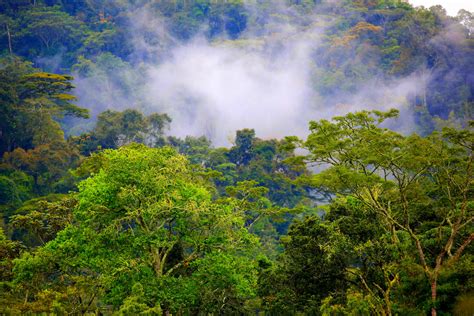 Las Selvas Y Bosques Tropicales Más Asombrosos Del Mundo