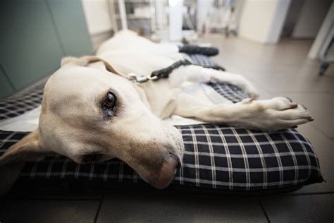 Tumores En Perros Tipos Síntomas Y Tratamiento