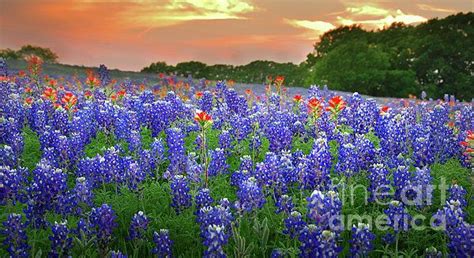 Springtime Sunset In Texas Texas Bluebonnet Wildflowers Landscape Flowers Paintbrush Art Print