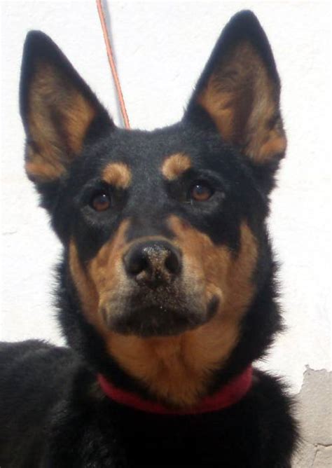 The perfect companion for the more relaxed family member. Happy End Guida (INSEL), Schäferhund-Rottweiler-Mischling ...
