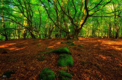 Forest 4k Wallpapers Beautiful Forest 4k Wallpapers 30164