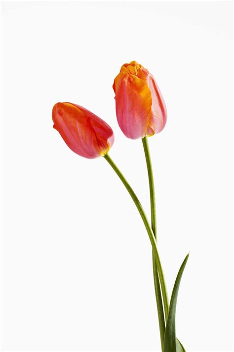 Orange Tulip Flowers Against White Background Close Up Stock Photo
