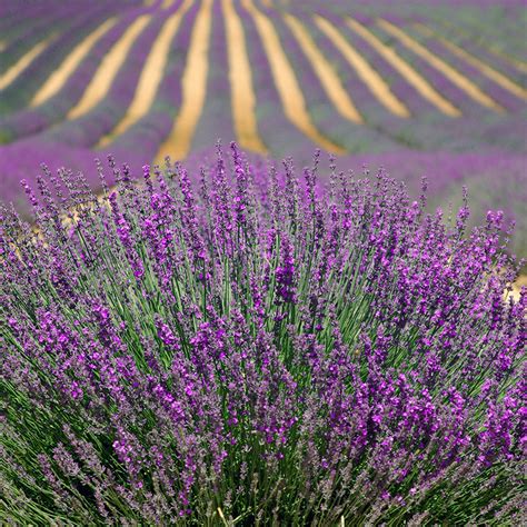 French Lavender Seeds For Your Home Or Garden A Unique Provence T