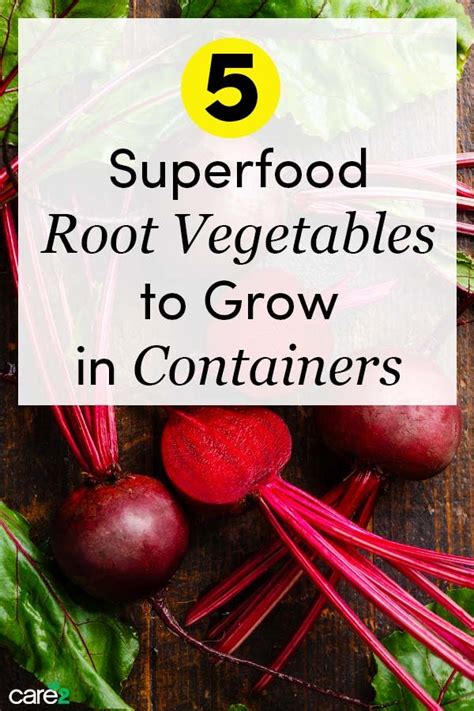 5 Superfood Root Vegetables To Grow In Containers Growing Vegetables