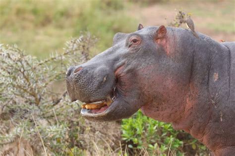 Hippo Teeth Everything You Need To Know Size Cleaning And More