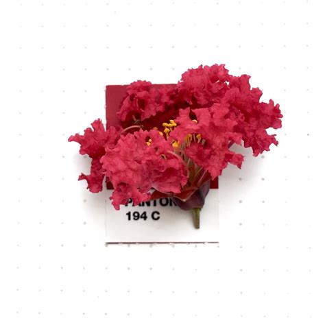 Tiny Pms Match Pantone 194 Color Match Crepe Myrtle Flower From