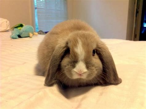 This Is Willow She Is A Blue Tort Vm Holland Lop Rabbit Breeds