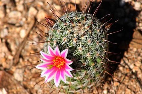 You have really captured the beauty of arizona desert. Arizona Desert Cactus Flower | Flickr - Photo Sharing!