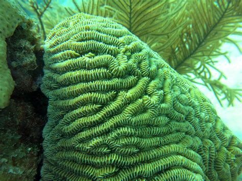 Brain Coral Meandrina Meandrites Jonathan Freedman