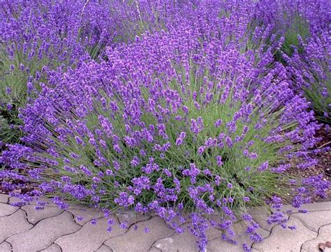 Provence Lavender Plant Etsy In 2021 Lavender Plant Lavender Seeds Provence Lavender
