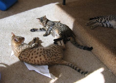 It is a cross between the serval and a domestic cat. AJSavannahs. Savannah cat and Savannah kittens. Photo ...