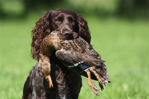 We will continue to promote and hunt the best possible wachtelhunds we can. Ausschreibung und Einladung zur 28. Prüfung nach dem Schuß ...