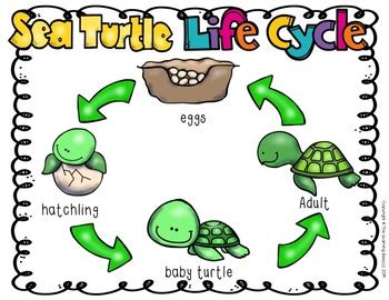 Sea Turtle S Life Cycle By The Learning Beezzz TpT