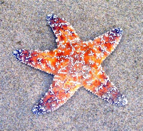 Wild Side Ochre Sea Star Coastal Life