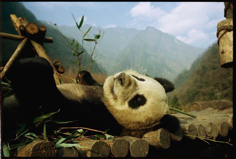 Peaceful Panda Nat Geo Photo Of The Day